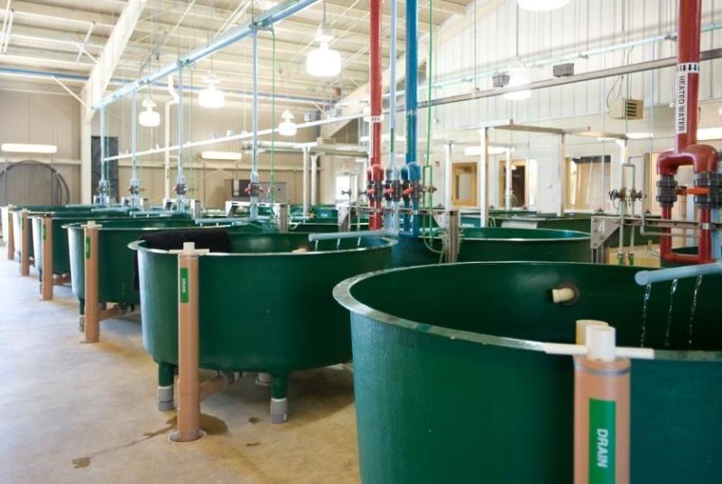 Tank room at the Bob Tyler Fish Hatchery