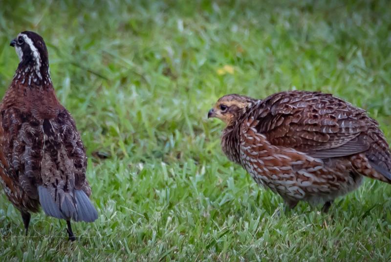 Quail