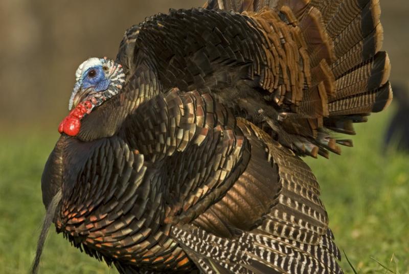 Eastern wild turkey