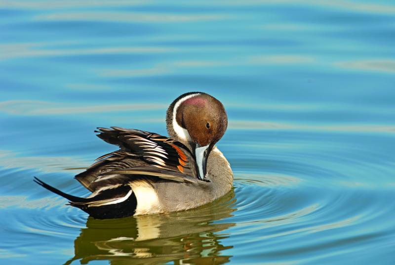 DSC0056 duck stamp