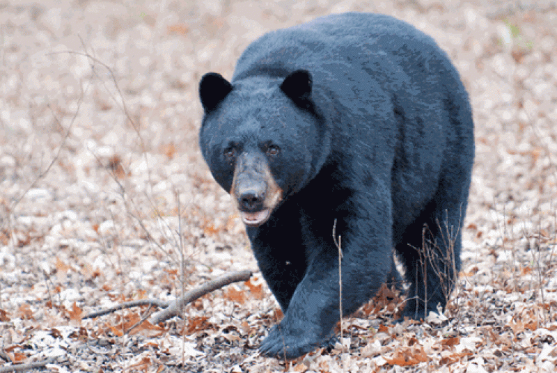 Black Bear