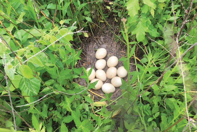 Turkey eggs in a nest