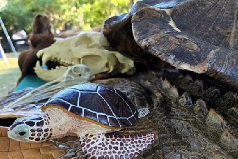 Conservation education table