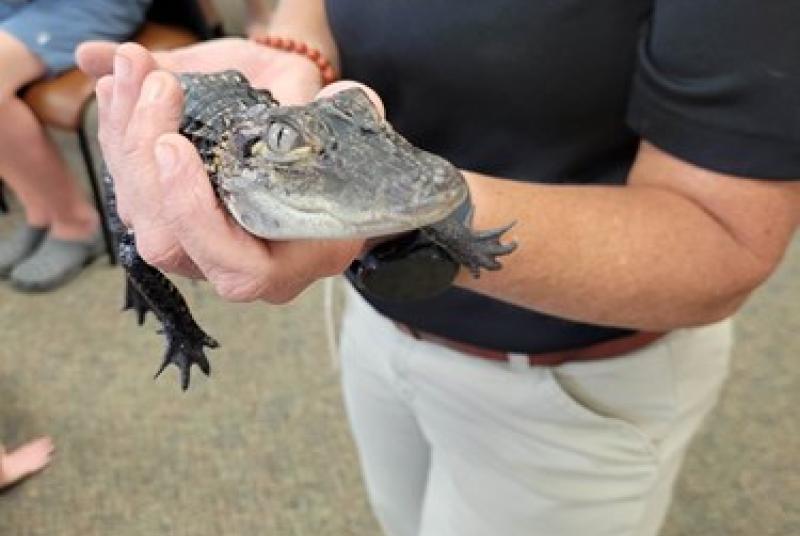 Alligator outreach