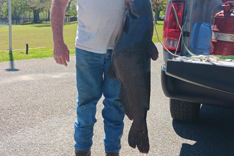 Record Catfish