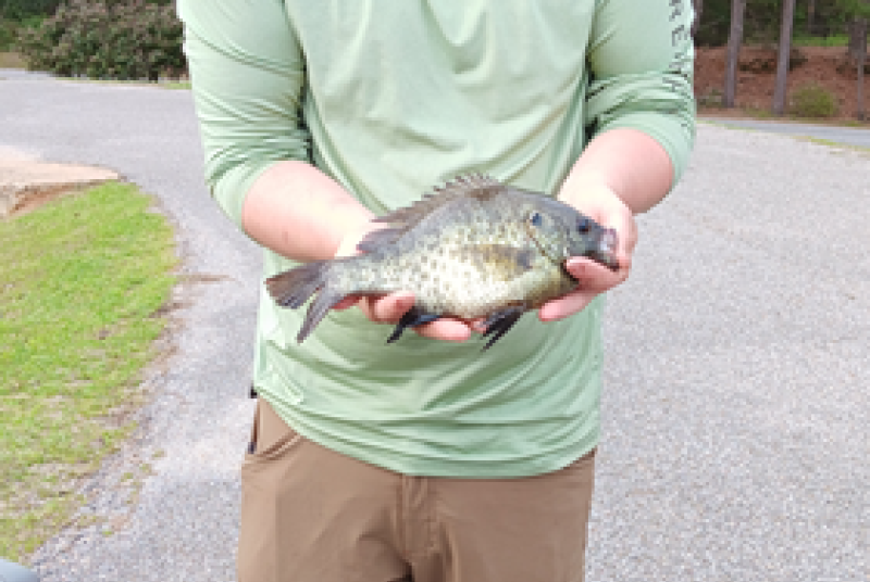 Bream